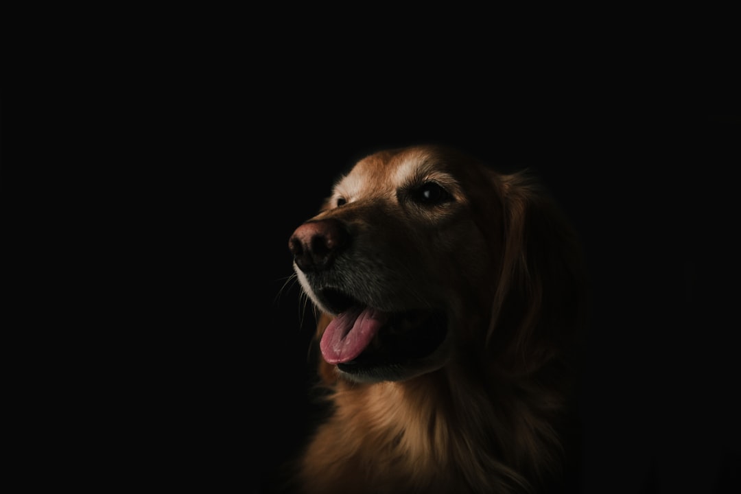 Photo Dog, Lawyer